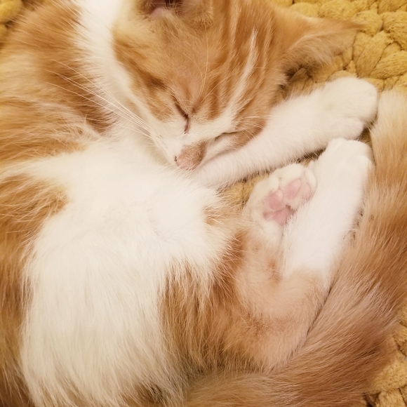 Meet your Posher, Polly. - Picture 5 of 5